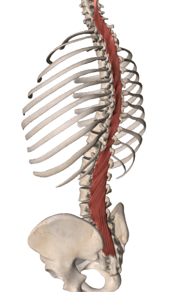 Multifidus Muscle