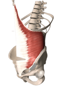 Transverse abdominalis